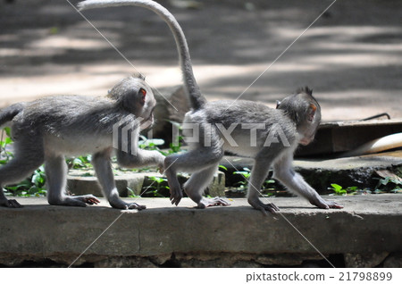Monkey Forest 21798899