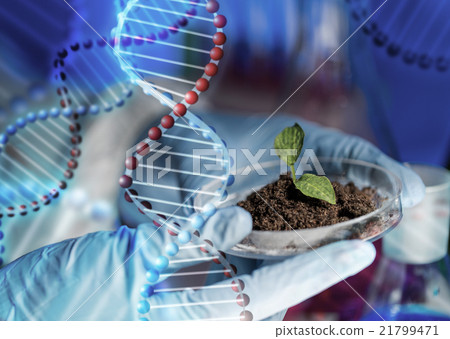 close up of scientist hands with plant and soil 21799471