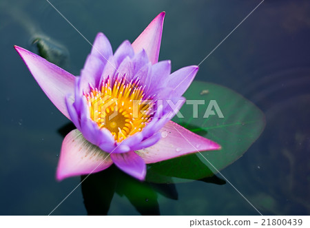 Beautiful lotus flower colorful Beautiful lotus flower colorful 21800439