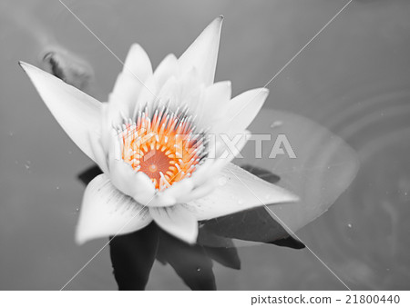 Beautiful lotus flower colorful Beautiful lotus flower colorful 21800440