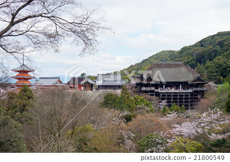 【古代京都的世界遺產文化遺產】【西國三十三寺】京都府京都市東山區清水寺櫻花區16號 21800549