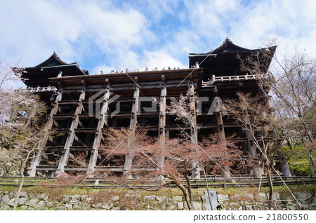【古代京都的世界遺產文化遺產】【西國三十三寺】第16號清水舞台仰望清水寺東山區京都府京都市 【古代京都的世界遺產文化遺產】【西國三十三寺】第16號清水舞台仰望清水寺東山區京都府京都市 21800550