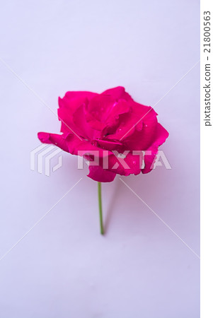 red rose colorful on white background 21800563