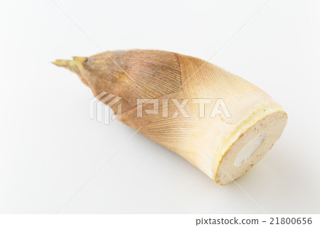 竹筍白背 21800656