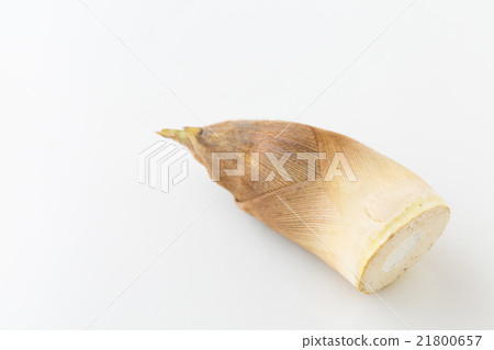 竹筍白背 21800657