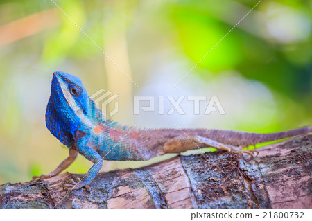 Lizard dragon 21800732