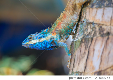 Lizard dragon Lizard dragon 21800733