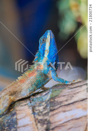 Lizard dragon 21800734