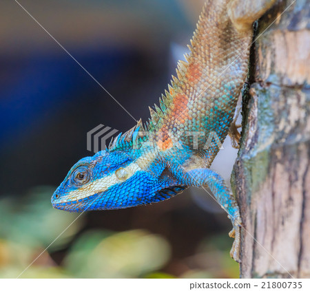 Lizard dragon Lizard dragon 21800735