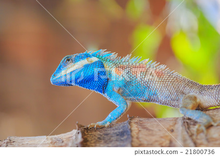 Lizard dragon Lizard dragon 21800736