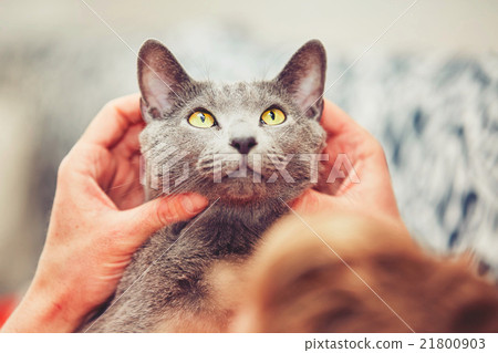 Man with cat Man with cat 21800903