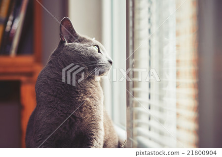Russian blue cat Russian blue cat 21800904