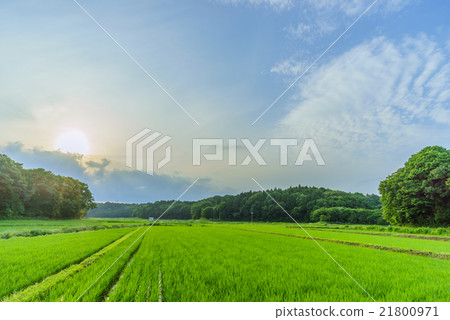 Rural scenery of Sakura in early summer Rural scenery of Sakura in early summer 21800971