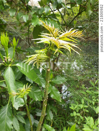 Sprout of Crow's Zhang Shaw 21800982