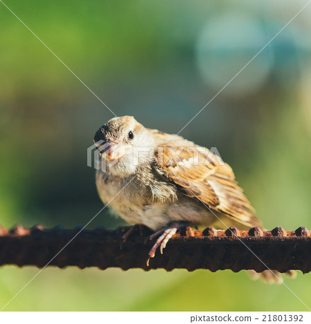 Young Bird Nestling House Sparrow Sitting On Fence 21801392