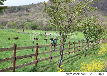 孩子們在Yeosan Ranch觀看澤西牛 21801821