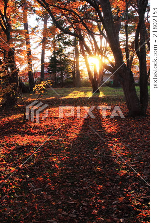 Autumn leaves of Hakodate Kaizen garden 21802153