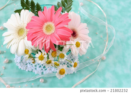 非洲菊和瑪麗卡莉亞 21802232