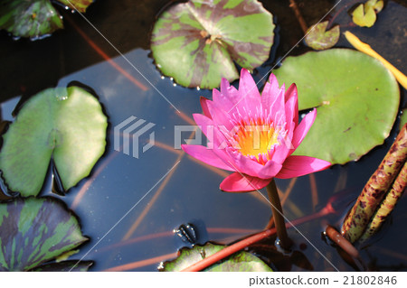 Purple lotus in pond 21802846
