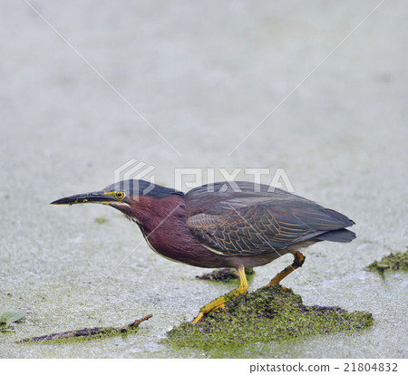 Green Heron Fishing Green Heron Fishing 21804832