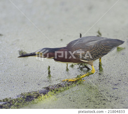 Green Heron Fishing 21804833