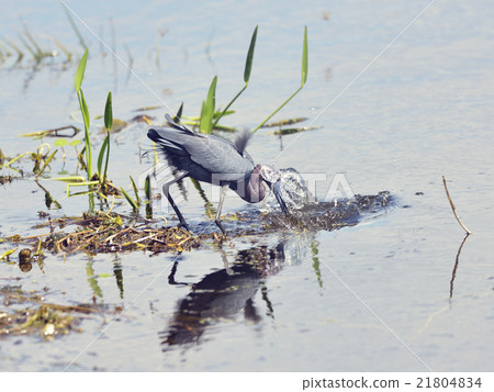 Little Blue Heron 21804834