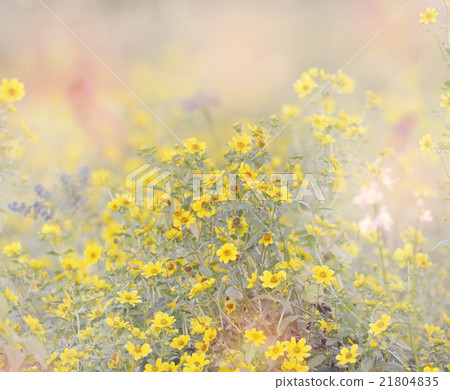 Wild Flowers Blossom 21804835