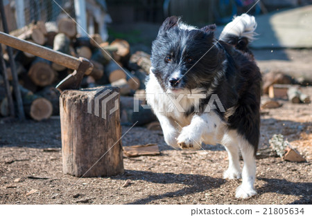 romanian shepherd dog running 21805634
