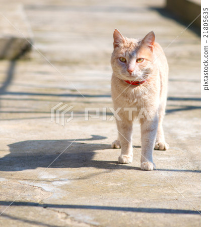 Cat on the street. Street cat 21805635