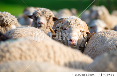Concept of one sheep from herd looking at camera 21805655