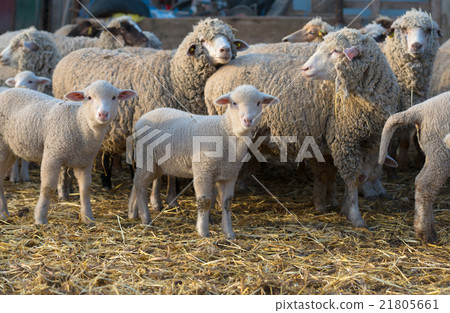 sheep within a mob  21805661