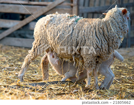 Sheep feeding her lamb 21805662