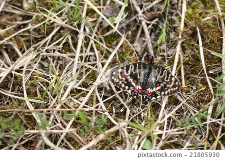 絲帶montela 絲帶montela 21805930