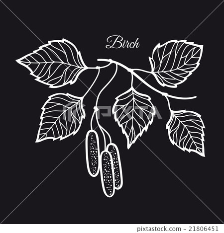 Birch. Birch. 21806451