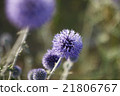 Purple flower 21806767