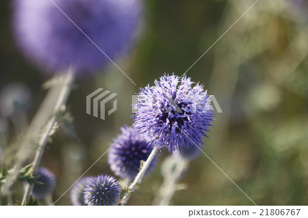 Purple flower 21806767