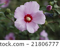 Pink flower 21806777