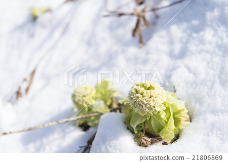 雪和花 21806869