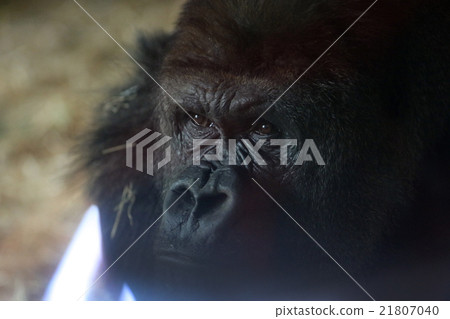 Gorilla 21807040