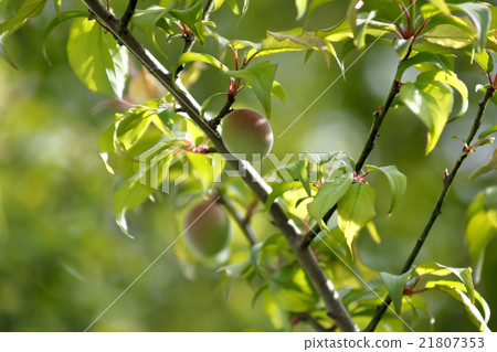 Small Kishu South Minami High Plum Fruit Small Kishu South Minami High Plum Fruit 21807353