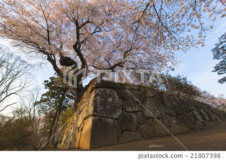 Ishigaki and the Goten cherry tree Ishigaki and the Goten cherry tree 21807398