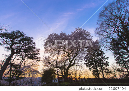 Goten櫻桃樹在晚上 Goten櫻桃樹在晚上 21807404