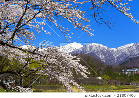 櫻花Su訪峽谷 21807406