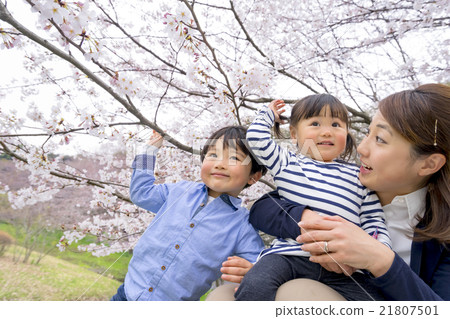 Mother and child playing in a cherry blossom park 21807501