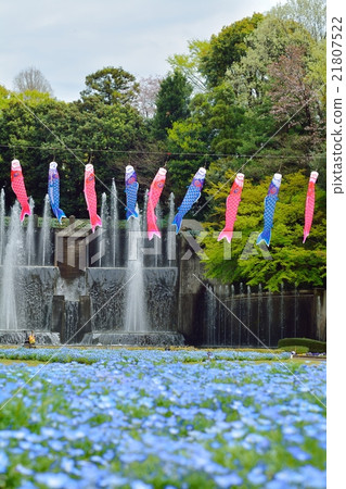 Koinobori and Nemophila 21807522