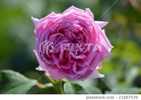 玫瑰 21807539