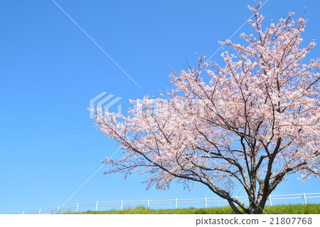 吉野櫻花盛開 吉野櫻花盛開 21807768