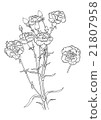 Carnation (drawing of line drawing) 21807958