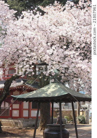 Umeakoin的Arai Yakushi Sakura Umeakoin的Arai Yakushi Sakura 21807961