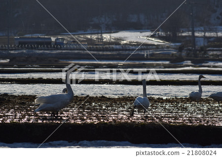 A swan in a paddy field A swan in a paddy field 21808024